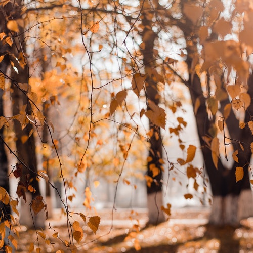 How to Protect Our Health in Autumn